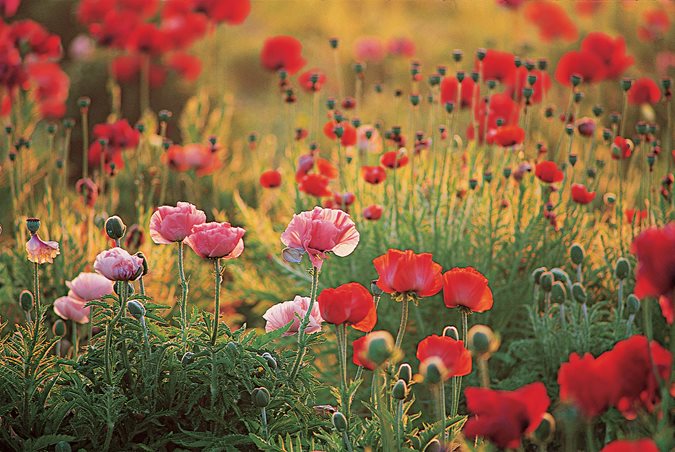 Can Poppies Be Transplanted
