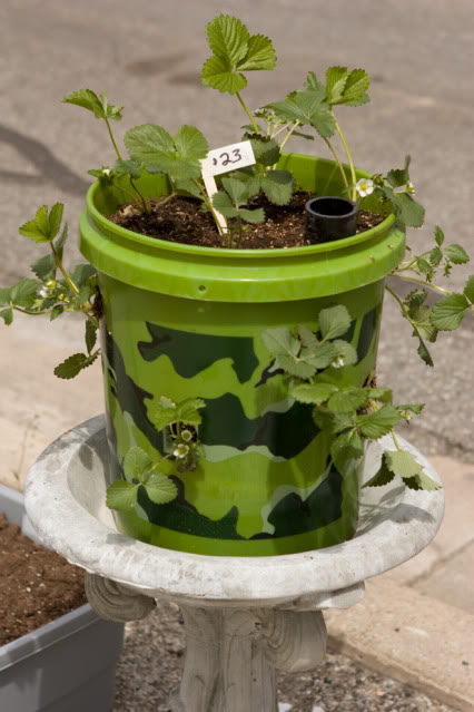 Can You Grow Strawberries in a 5 Gallon Bucket