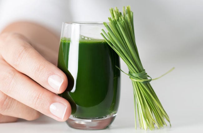 How to Grow Wheat Grass for Juicing