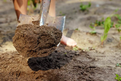 How to Plant Azaleas in Clay Soil