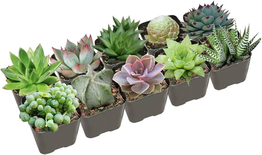 What Plants Can Grow in 2 Inches of Soil