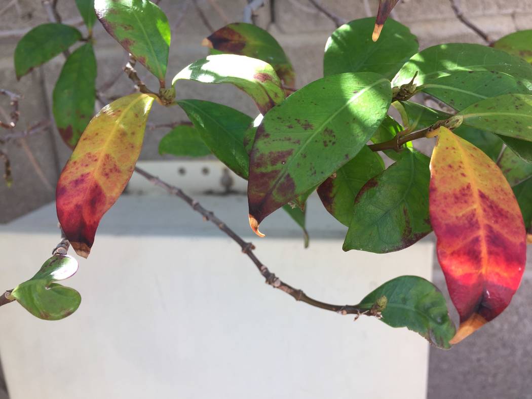 Why are My Jasmine Leaves Turning Red