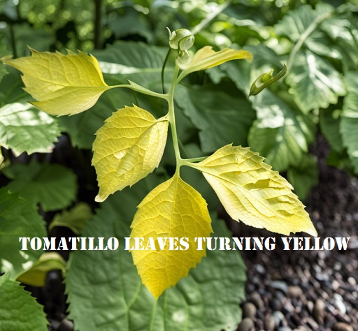 Why are My Tomatillo Leaves Turning Yellow