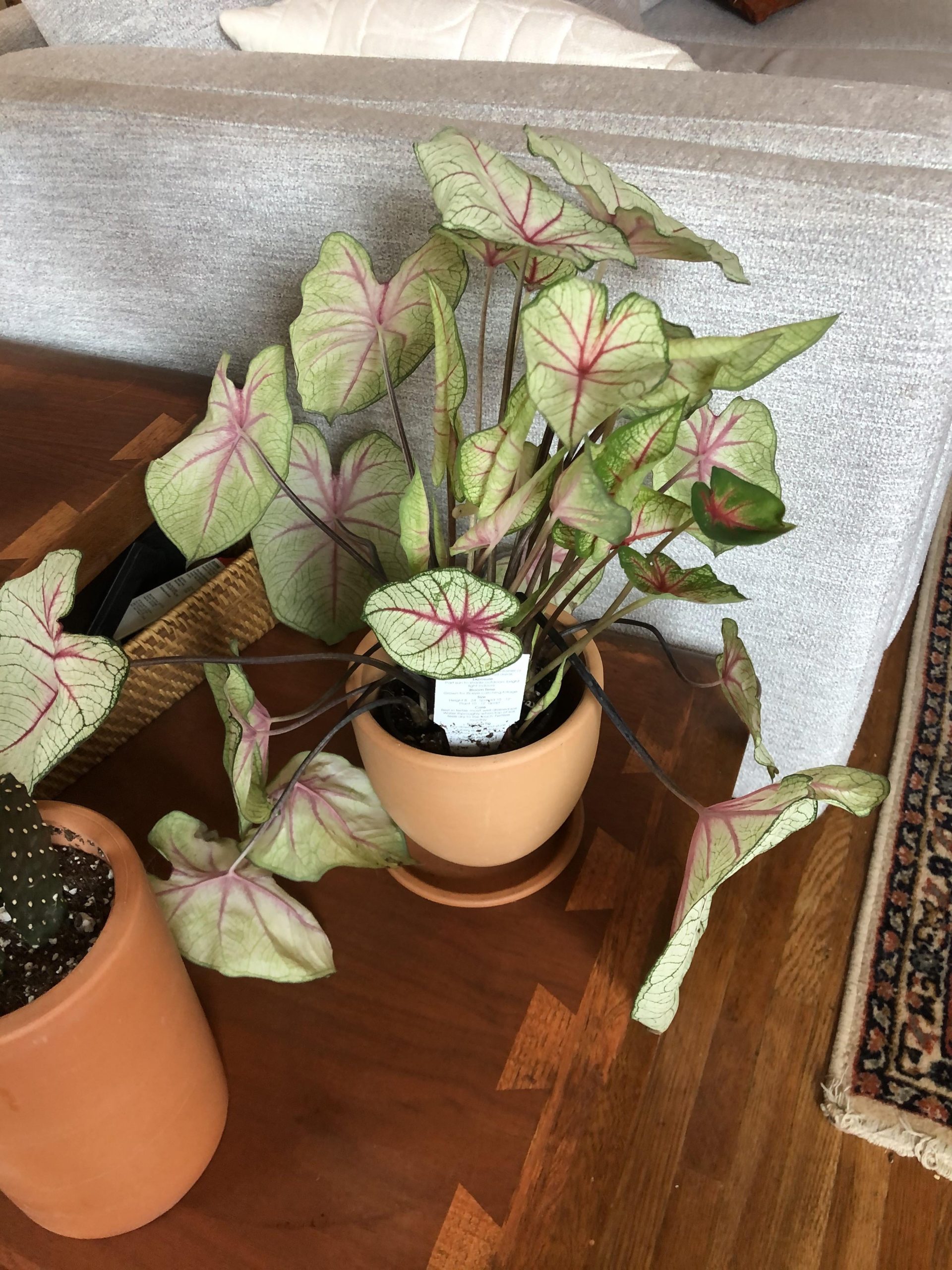 Why is My Caladium Stems Drooping